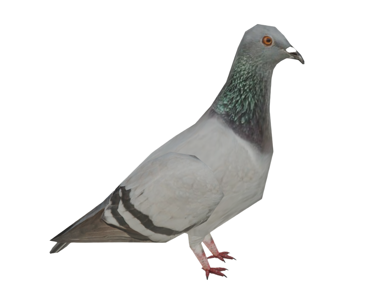 pigeon